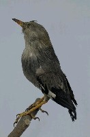 絲光椋鳥藏品圖，第7張
